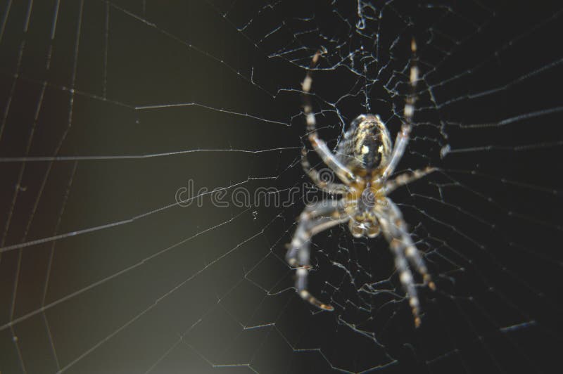 Kruisspin royalty-vrije stock afbeelding