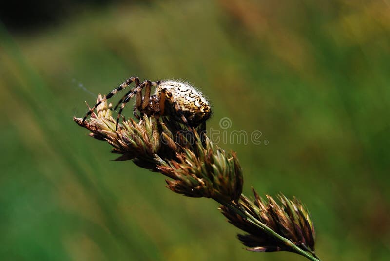 Kruisspin stock foto's