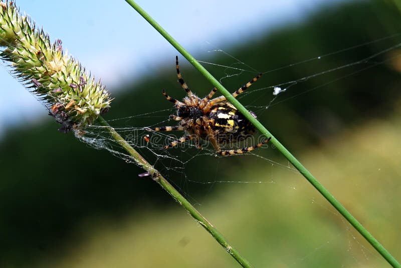 Kruisspin royalty-vrije stock foto