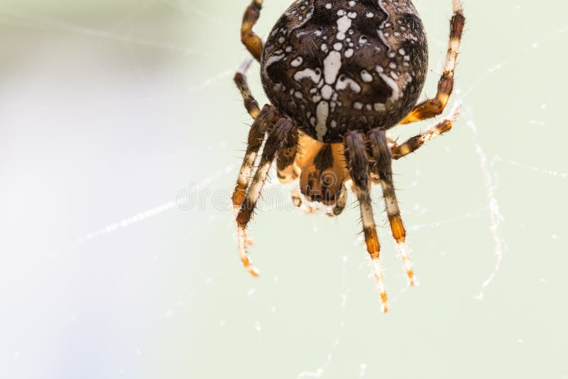 Kruisspinmacro royalty-vrije stock foto