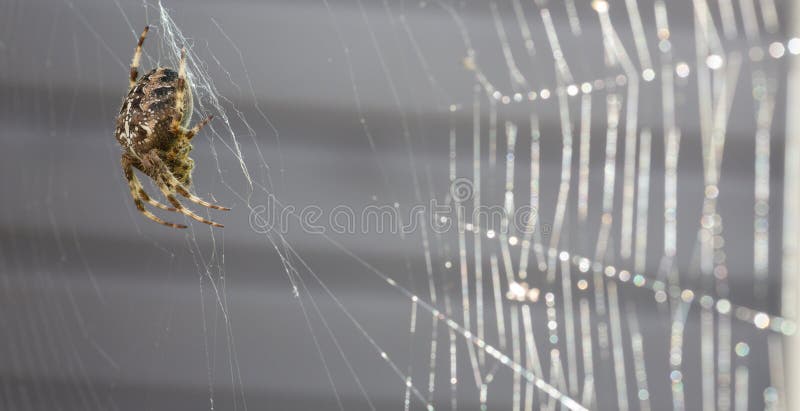 Kruisspinmacro met spinneweb stock afbeeldingen