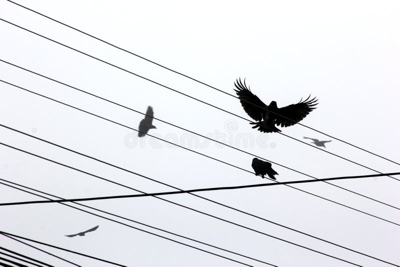 Ravens flying over power lines in the city. Ravens flying over power lines in the city