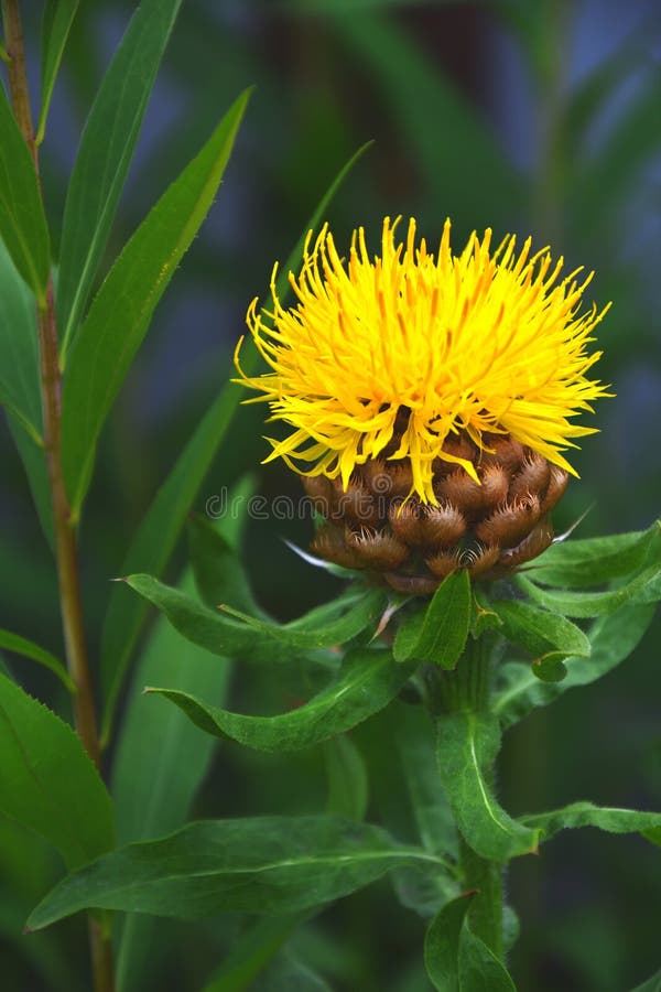Krupnogolovyj Yellow Cornflower Centaurea Macrocephala Stock Photo