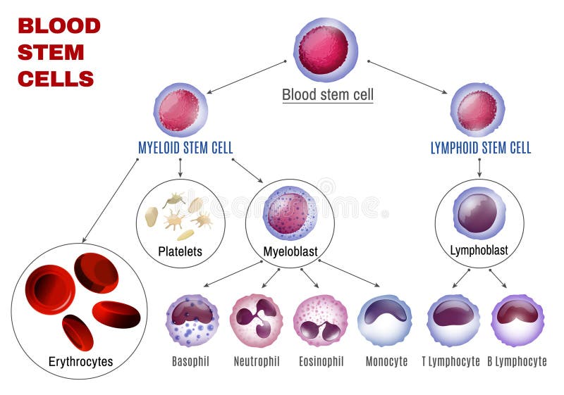 Krwionośne komórki macierzyste