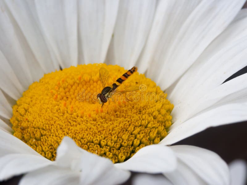 Kryp som samlar pollen från en blomma arkivbilder Kryp som samlar pollen från en blomma arkivbilder
