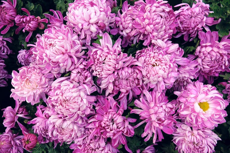 Krysantemum arkivbilder Krysantemum arkivbilder