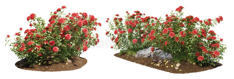 Krzak czerwonych róż do projektowania ogrodu