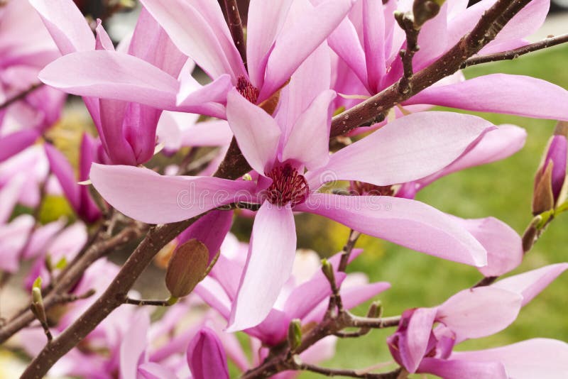 krzaka zbliżenia kwiatu magnolia fotografia stock krzaka zbliżenia kwiatu magnolia fotografia stock