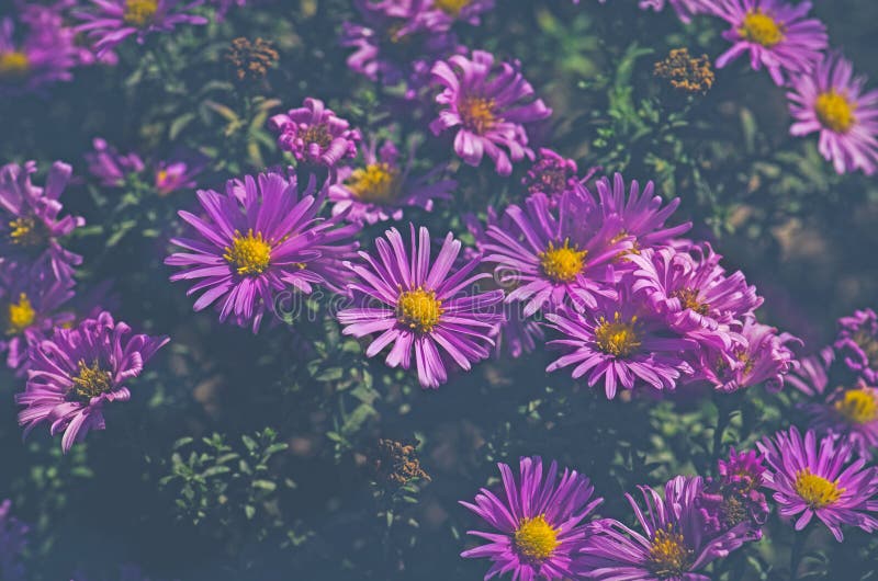 Krzaki kwitnie asteru amellus. Purpurowy wysokogórski aster Dekoracyjna ogrodowa roślina z asteru alpinus kwiatami Rocznika brzmienia natury tło