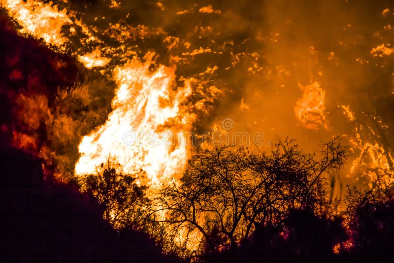 Krzaki w Czarnej sylwetce w przedpolu z Jaskrawymi Pomarańczowymi płomieniami w tle podczas Kalifornia ogieni