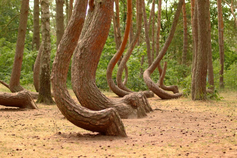 Krzyw leśny w polskich wygiętych drzewach w pobliżu polskiego województwa gryfino-zachodniego