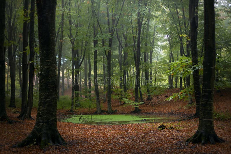Kräftgrön småsvam i höstskogsmimmister Fairy tale wood fotografering för bildbyråer