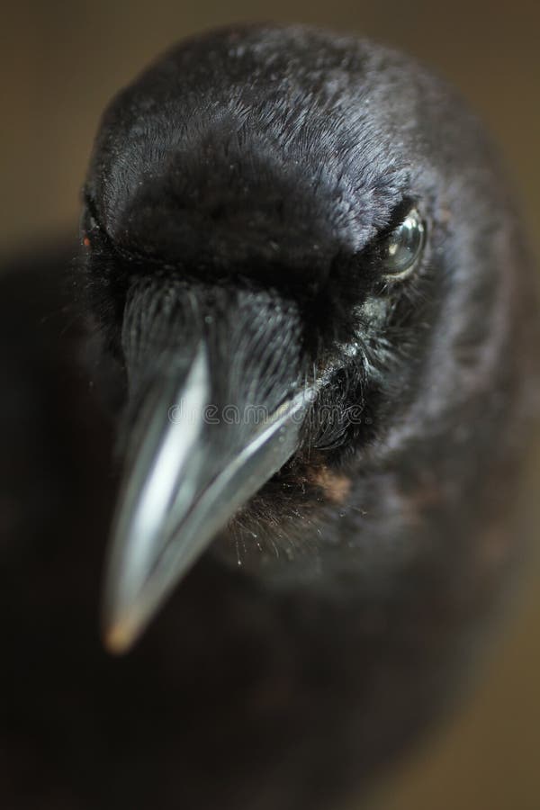 Portrait of a black crow. Close up. Portrait of a black crow. Close up.