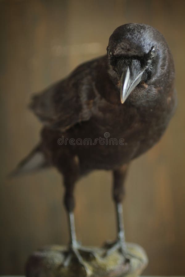 Portrait of a black crow standing on a rock. Portrait of a black crow standing on a rock.