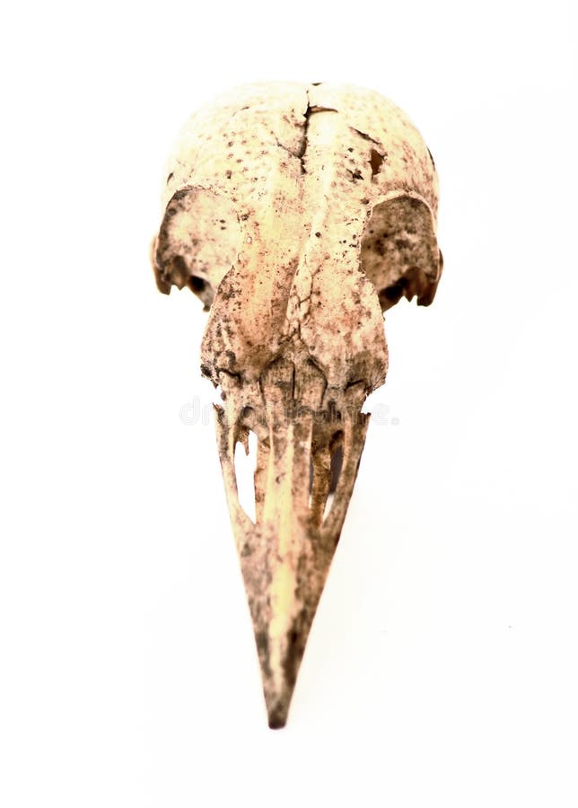 Krähenschädel stockbilder Krähenschädel stockbilder