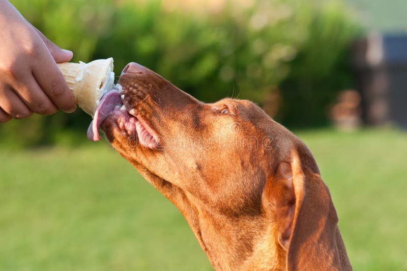 kräm- hundis för kotte som slickar vizsla arkivfoto kräm- hundis för kotte som slickar vizsla arkivfoto