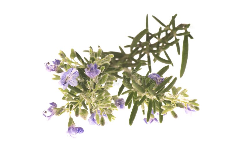 Aromatherapy. herbal - rosemary with flowers. Aromatherapy. herbal - rosemary with flowers
