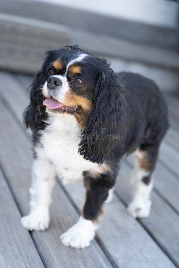 Królewiątka Charles spaniel cudled zdjęcie royalty free Królewiątka Charles spaniel cudled zdjęcie royalty free