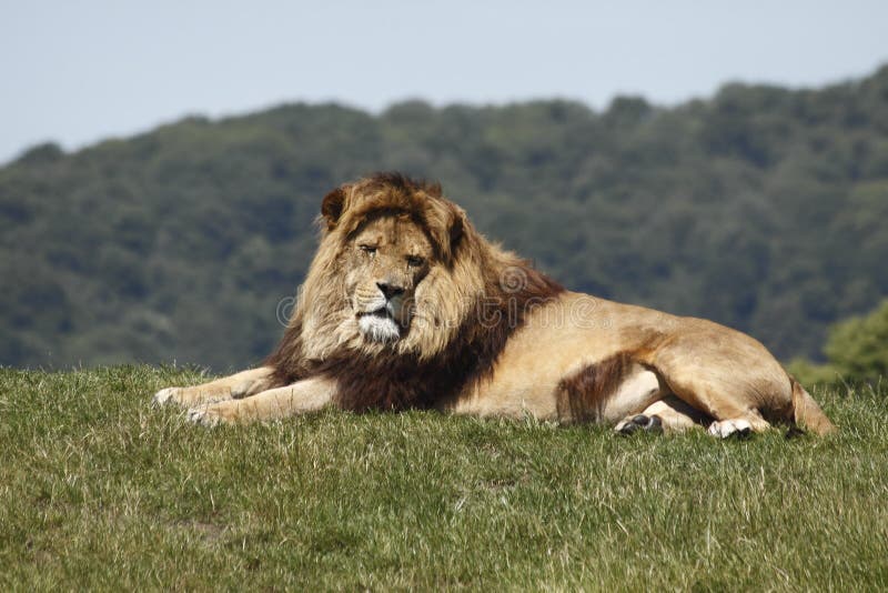 A huge male King Lion takes a break. A huge male King Lion takes a break.