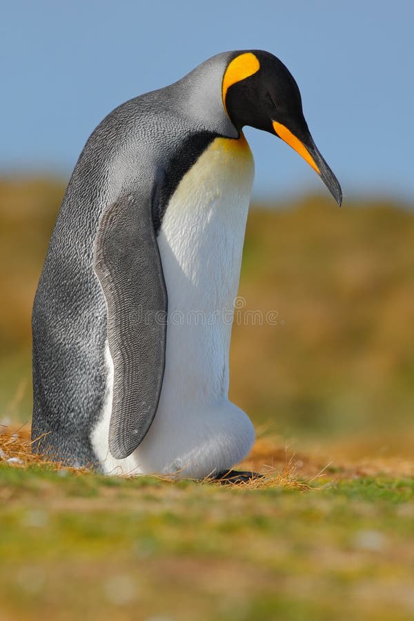 królewiątko pingwin