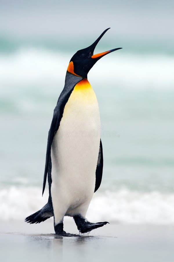 Królewiątko pingwin iść od błękitne wody, Atlantycki ocean w Falkland wyspie Denny ptak w natury siedlisku Pingwin w wodzie Pengu