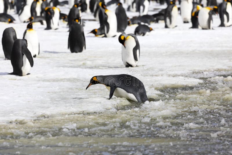 Królewiątko pingwinu próby dostawać na ląd od brei na Salisbury równinie na Południowym Gruzja