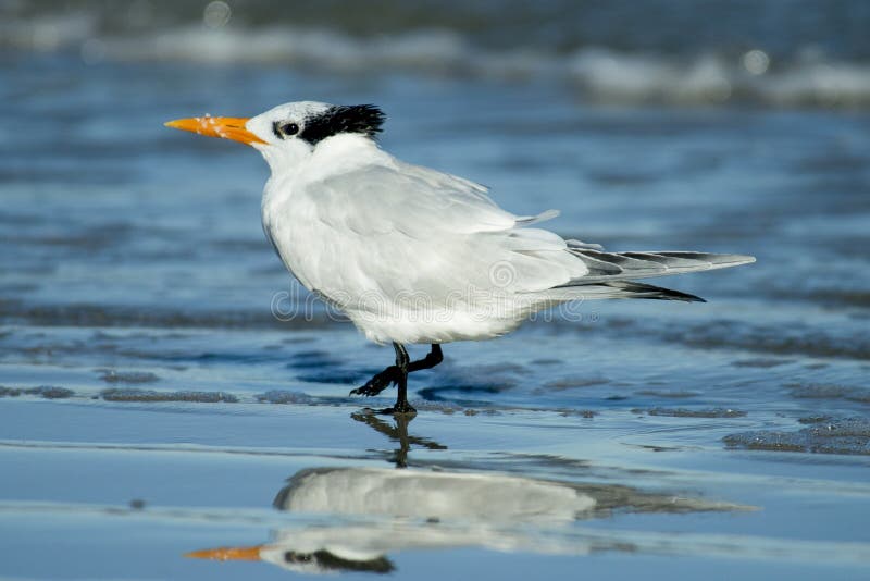 Królewski Tern obrazy royalty free Królewski Tern obrazy royalty free
