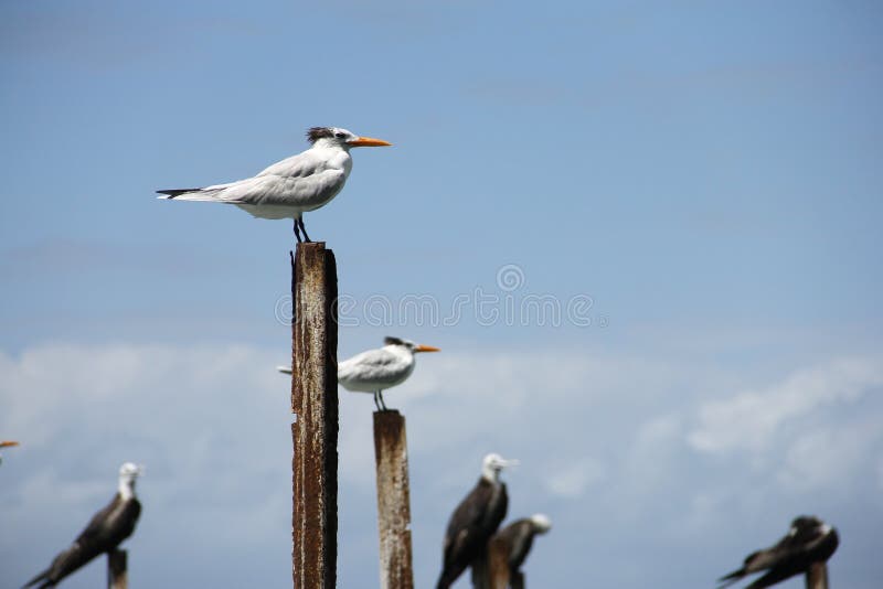 Królewski Tern Thalasseus maximus, Costa Rica, Cahuita park narodowy zdjęcie royalty free Królewski Tern Thalasseus maximus, Costa Rica, Cahuita park narodowy zdjęcie royalty free