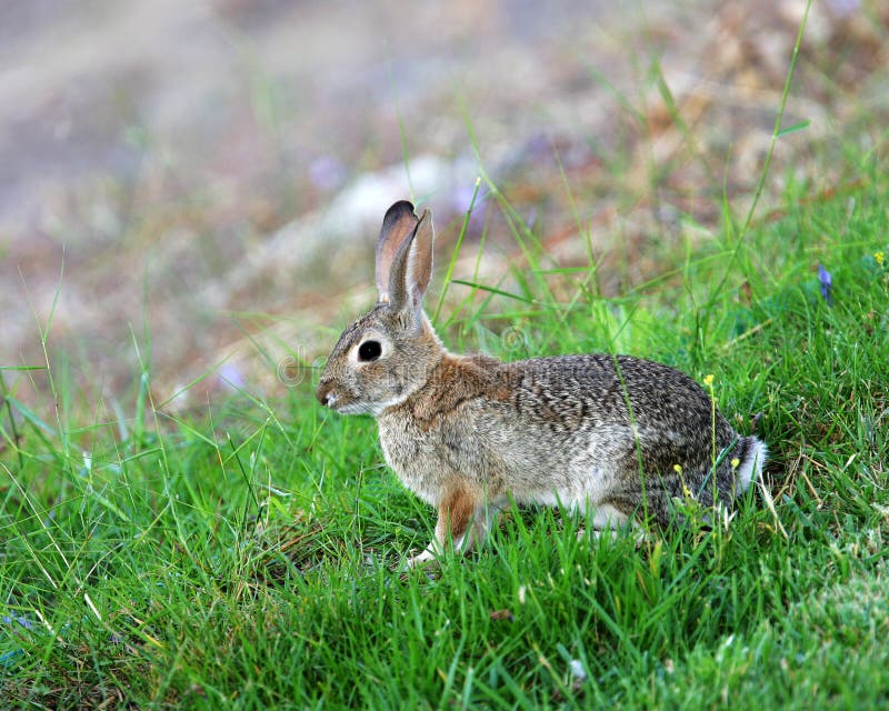 królik cottontail obraz stock królik cottontail obraz stock