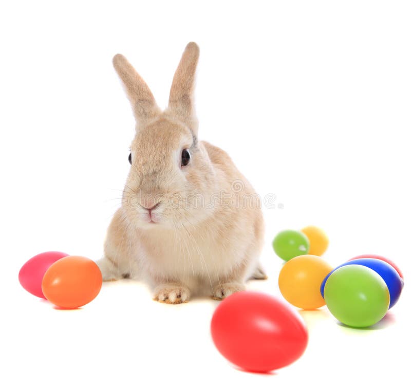 królik Easter obrazy royalty free królik Easter obrazy royalty free