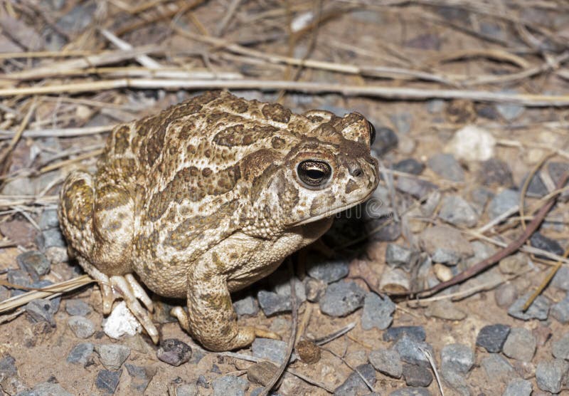 Great Plains toad (Anaxyrus cognatus) sitting on gravel. Great Plains toad (Anaxyrus cognatus) sitting on gravel