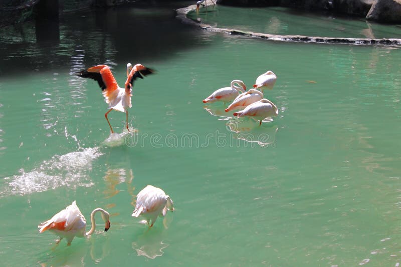 Kuala Lumpur bird park