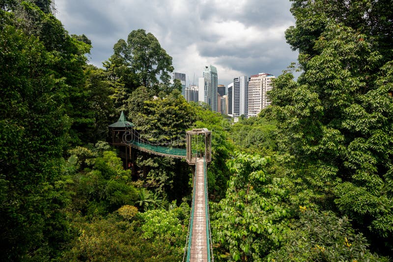 Kuala Lumpur Forest Eco Park Stock Image Image of view, tree 159793371