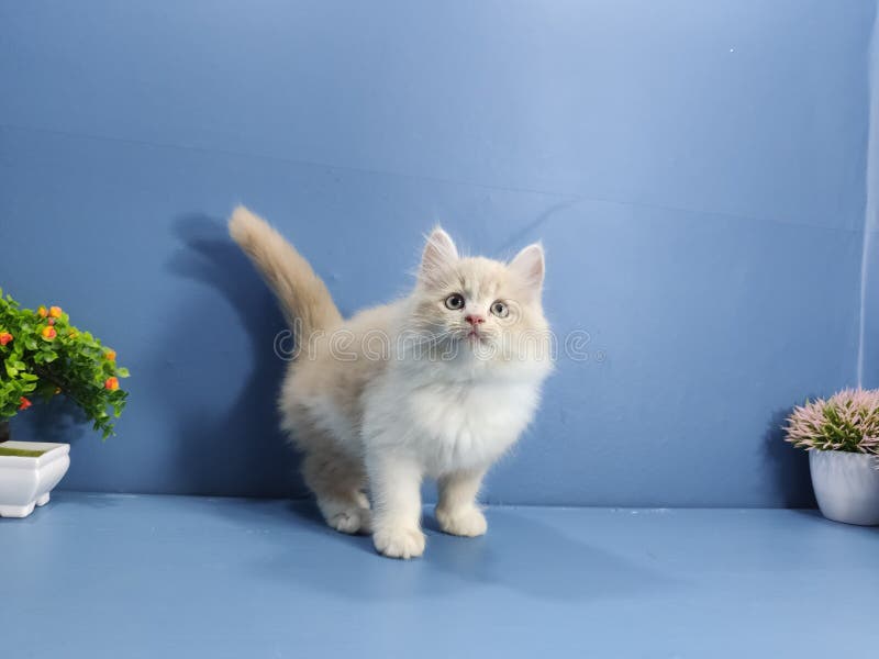 Kitten Persian stock image. Image of adrable, eyes, baby - 102233079