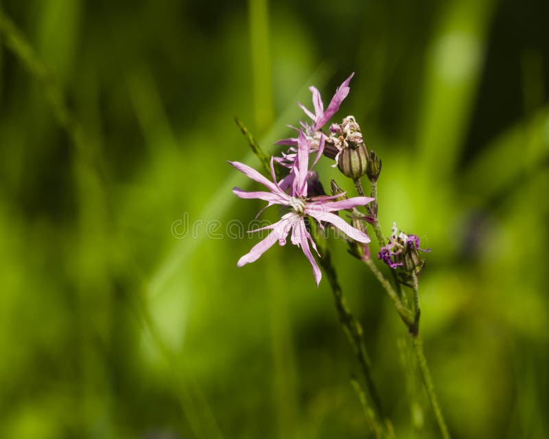 Kuckucksnelke, Lychnisfloscuculi, Blumenmakro Auf Bokeh Hintergrund