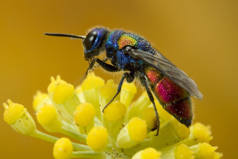 The Cuckoo wasp is a parasitic wasp, and lays its eggs in other wasp`s nest, just like a cuckoo. The Cuckoo wasp is a parasitic wasp, and lays its eggs in other wasp`s nest, just like a cuckoo.