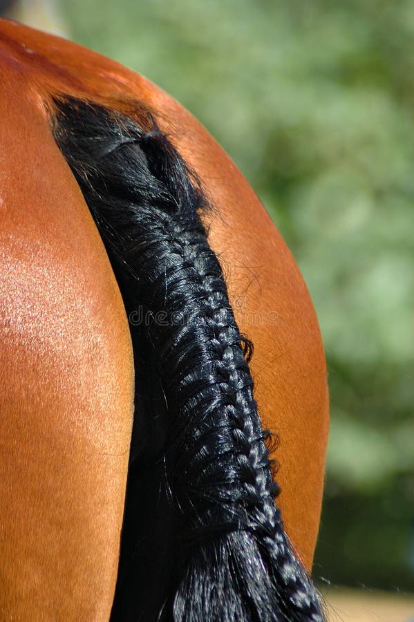 Detail of equestrian sport: a black braided horse's tail of a beautiful brown sport pony standing in the sun on the farm waiting for the tournament. Detail of equestrian sport: a black braided horse's tail of a beautiful brown sport pony standing in the sun on the farm waiting for the tournament