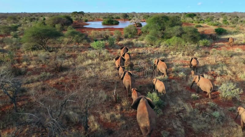 Kudde afrikaanse olifant die op pad loopt