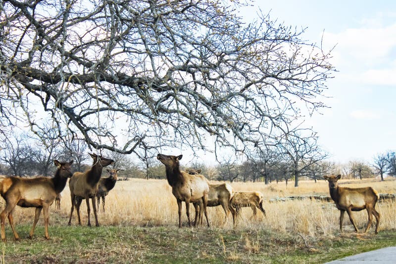 Kudde die van eenjarige elanden die onlangs gespoten bladeren van een overlanging lidmaat in de zeer vroege lente eten ruien stock foto's Kudde die van eenjarige elanden die onlangs gespoten bladeren van een overlanging lidmaat in de zeer vroege lente eten ruien stock foto's