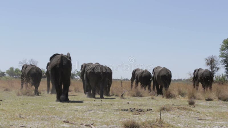 Kudde van Afrikaanse olifanten in Afrikaanse struik