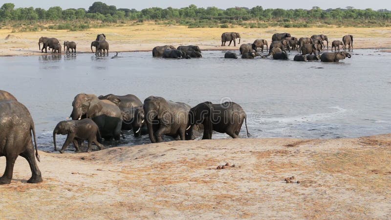 Kudde van Afrikaanse olifanten bij waterhole