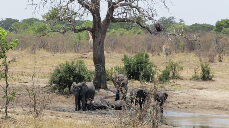 Kudde van Afrikaanse olifanten die bij een modderige waterhole baden