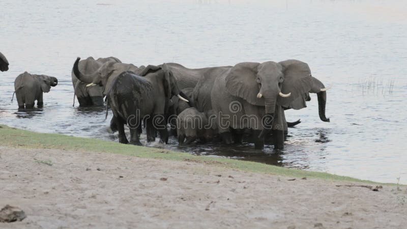 Kudde van Afrikaanse olifanten die bij een modderige waterhole drinken