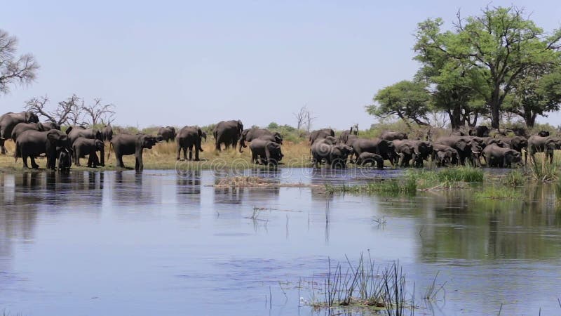 Kudde van Afrikaanse olifanten die van rivier drinken