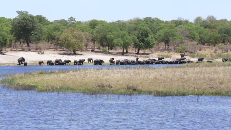 Kudde van Afrikaanse olifanten die van rivier drinken