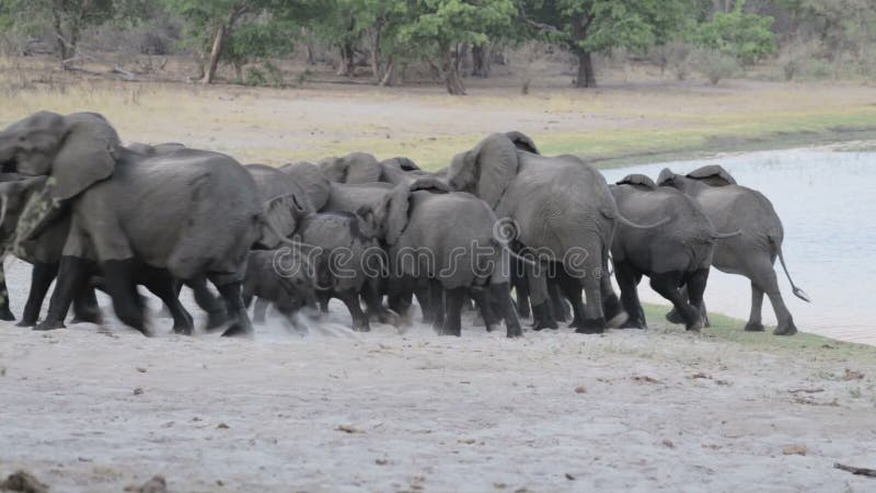 Kudde van Afrikaanse olifanten die van waterhole uitgaan