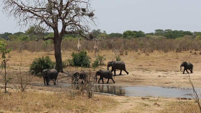 Kudde van Afrikaanse olifanten en giraffen bij een modderige waterhole