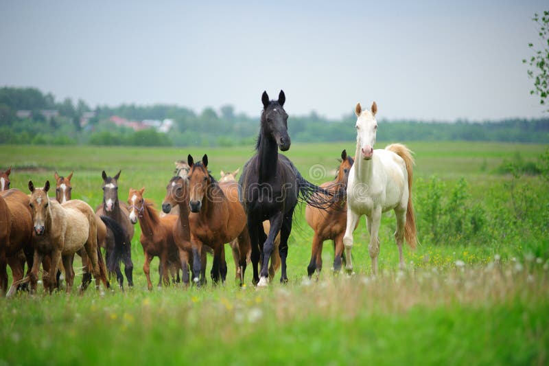 The herd of akhal-teke Horse on the field. The herd of akhal-teke Horse on the field