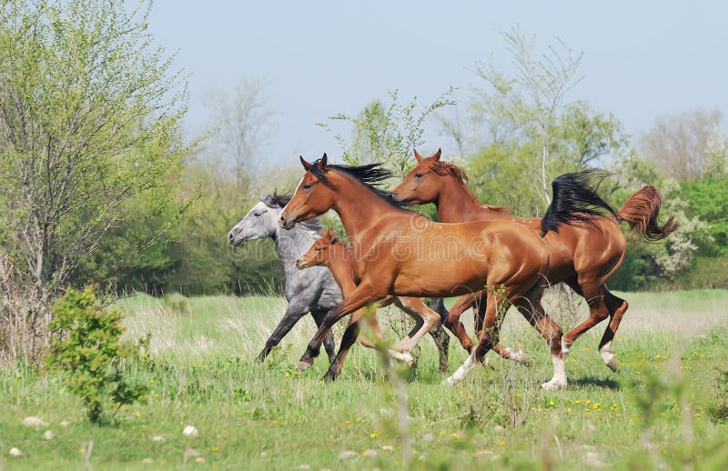 Kudde van Arabische paarden die op weiland lopen