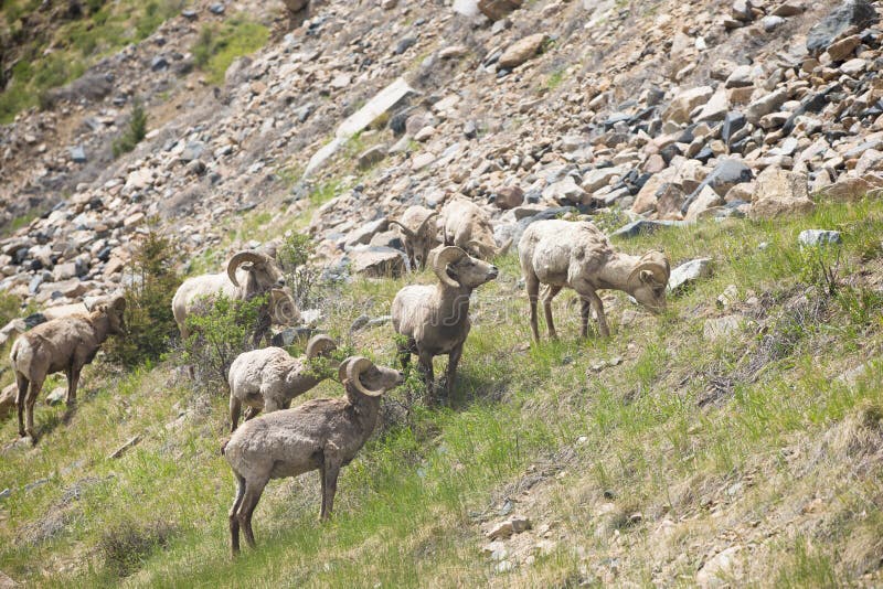 Herd of bighorn sheep on side of mountain. Herd of bighorn sheep on side of mountain